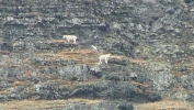 PICTURES/Glacier Critters/t_Mountain Goats by MGH3.JPG